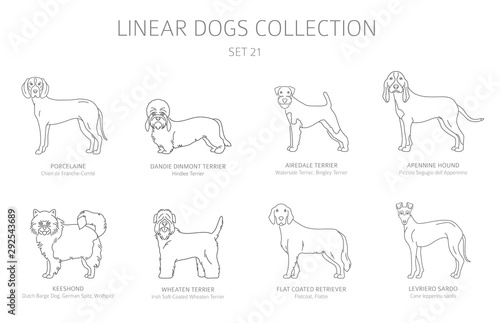 Simple line dogs collection isolated on white. Dog breeds. Flat style clipart set