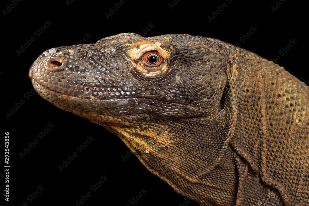 Fototapeta premium Komodo dragon (Varanus komodoensis)