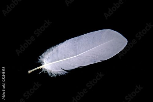 White bird feather isolate on black background.