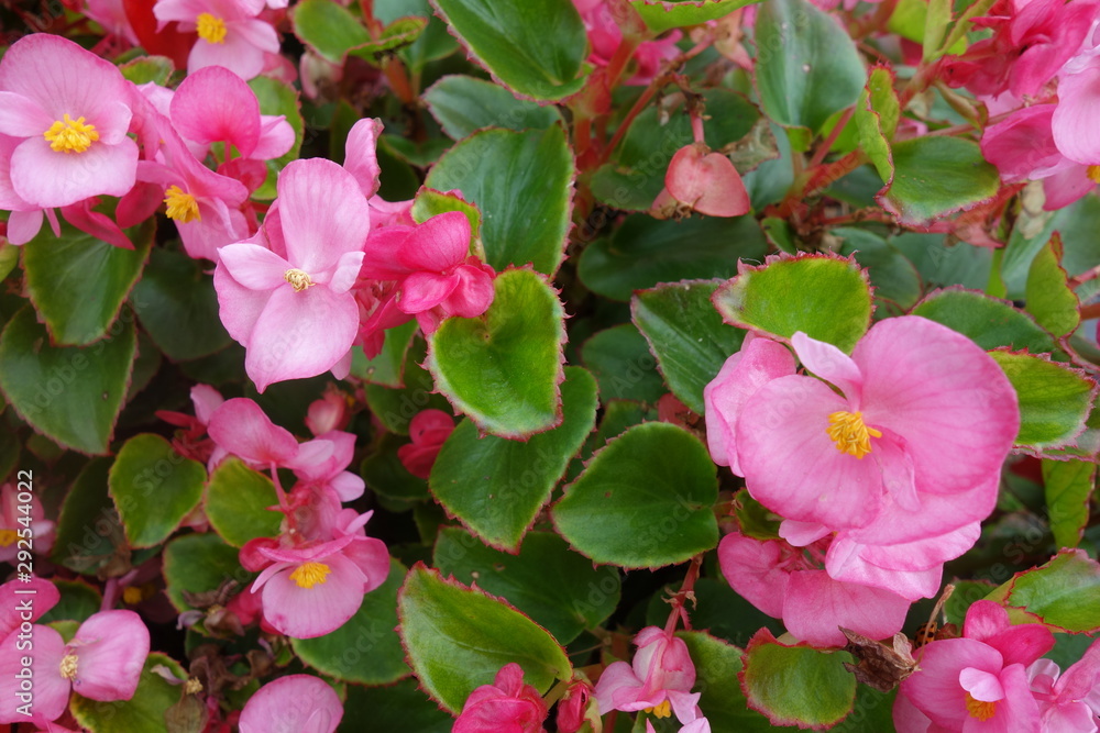 花壇に咲いたピンクのベゴニアの花 花壇に咲いたピンクのベゴニアの花