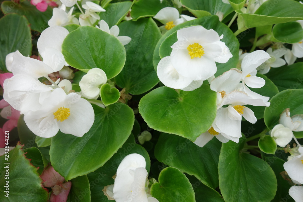 Obraz premium 花壇に咲いた白いベゴニアの花