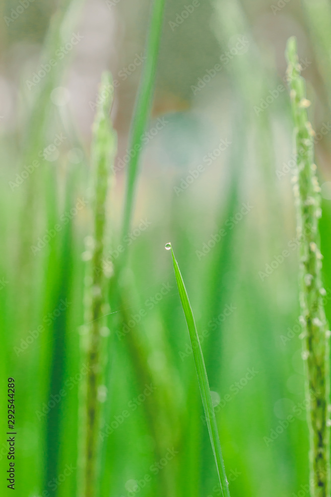 The green rice and the beautiful grain of rice in the morning with dew drops are illustrations of agricultural work. The green rice and the beautiful grain of rice in the morning with dew drops are illustrations of agricultural work.
