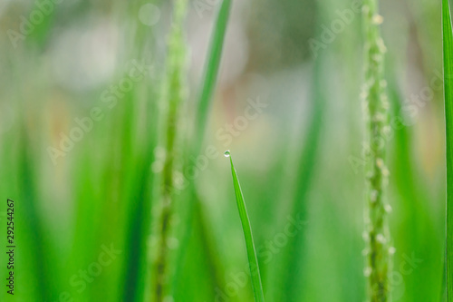 The green rice and the beautiful grain of rice in the morning with dew drops are illustrations of agricultural work.