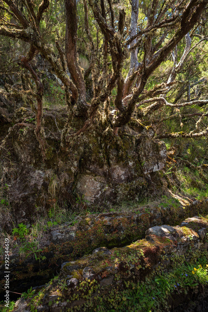 Old laurel forest along the levada Lombo do Mouro Old laurel forest along the levada Lombo do Mouro