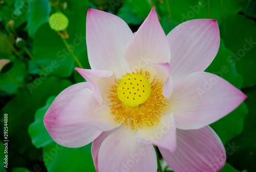 Beautiful lotus flower in blooming in pond at daytime  Summer flowers in Taiwan. The symbol of the Buddha  Thailand.