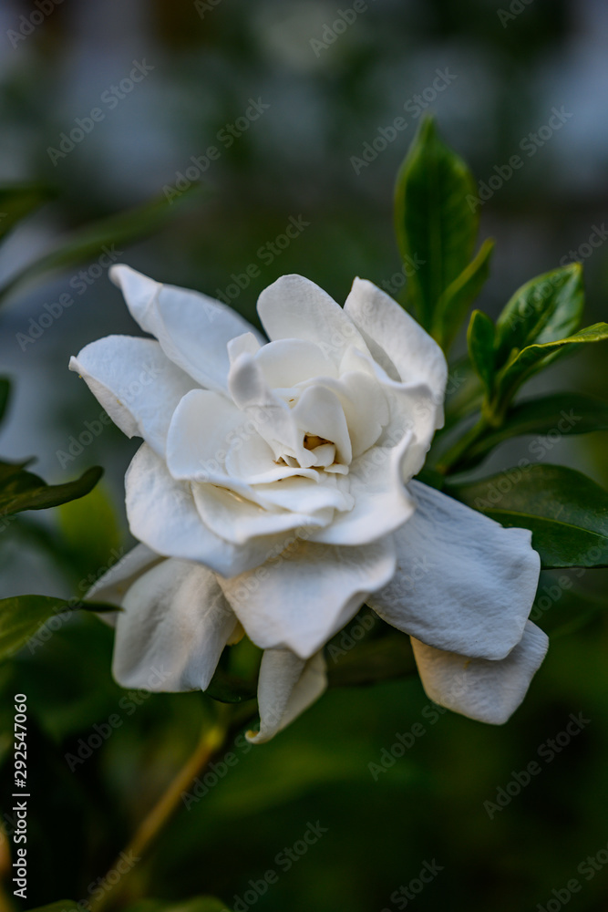 Gardenia Bloom Close Up Gardenia Bloom Close Up