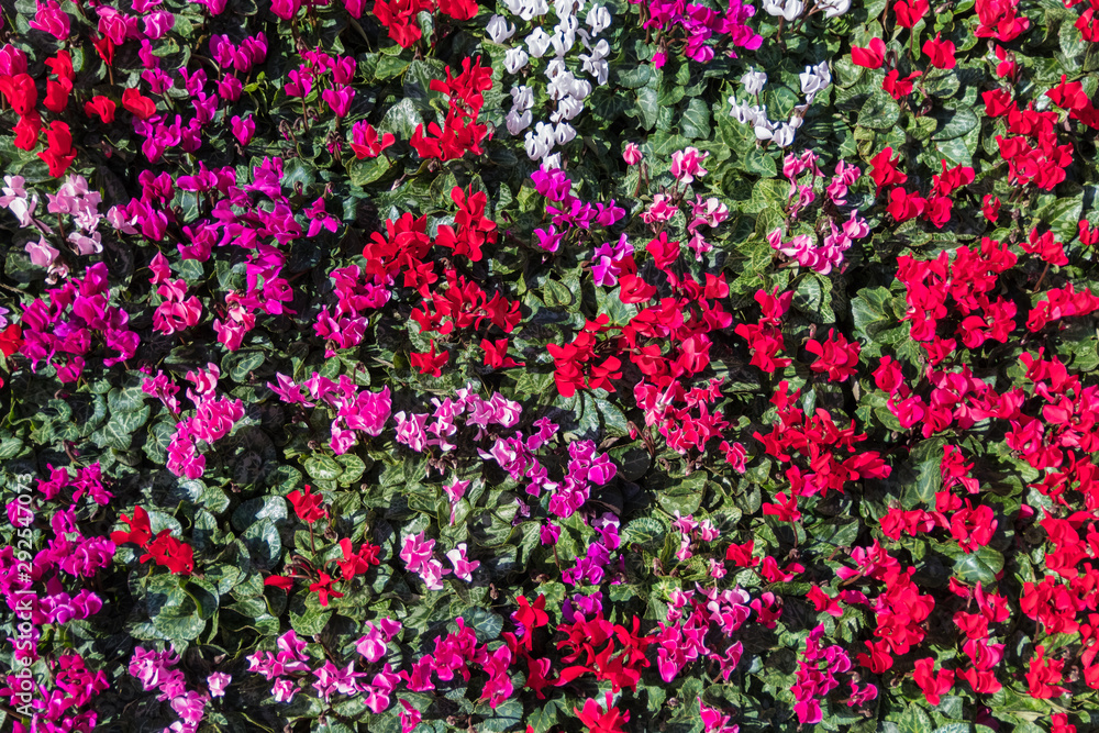 fiori colorati visti dall'alto Stock Photo | Adobe Stock