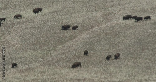 Mother Bison and calf runnung along a side hill