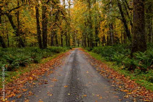 Gravel Road Through Washington Forest © kellyvandellen