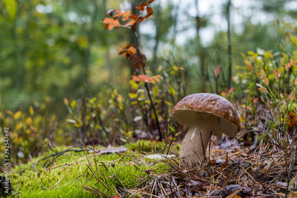 Fototapeta premium autumn white cep mushroom grow
