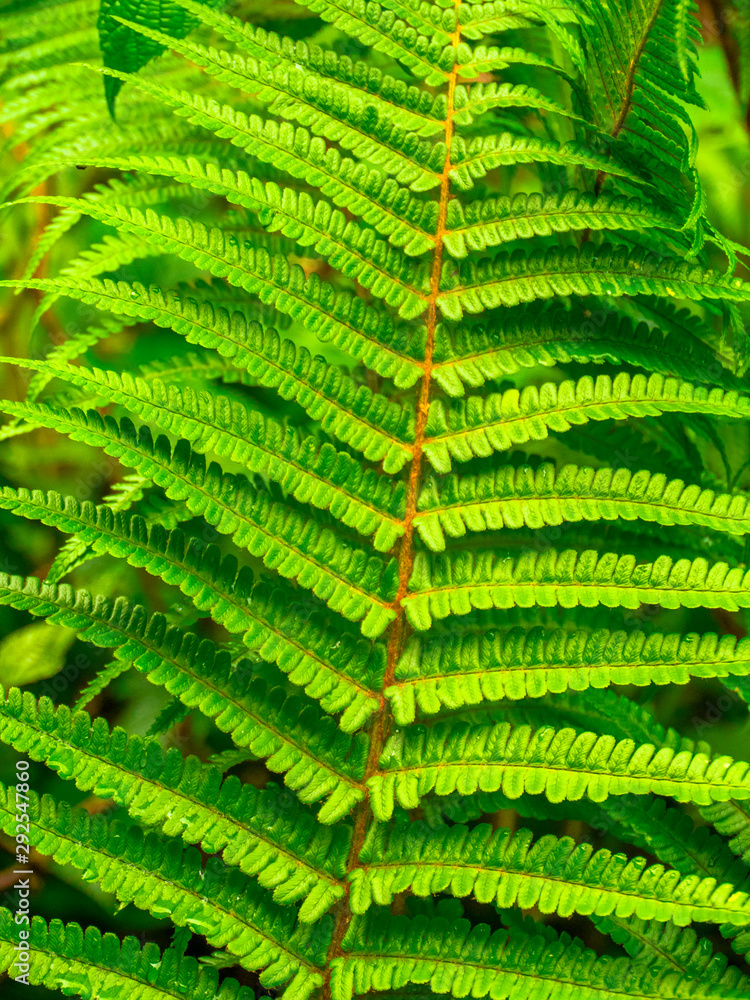 leaf of fern