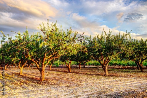 Field almond trees in September at sunset