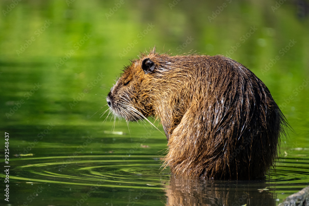 Nutria (Myocastor coypus) Nutria (Myocastor coypus)