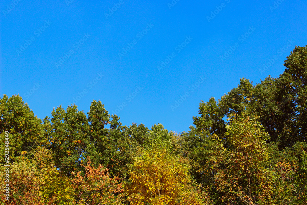 Top of autumn trees and beautiful blue sky.  Abstract colorful nature background. Beautiful landscape.