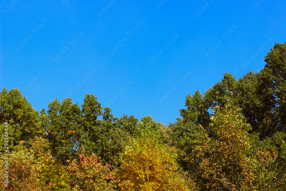 Top of autumn trees and beautiful blue sky. Abstract colorful nature background. Beautiful landscape. Top of autumn trees and beautiful blue sky. Abstract colorful nature background. Beautiful landscape.