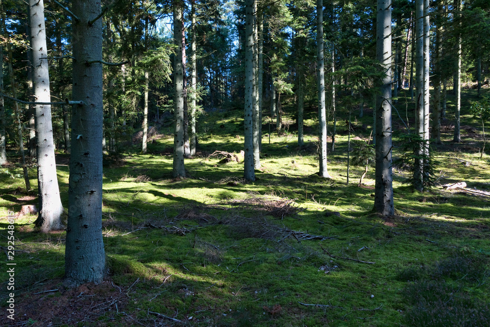Obraz premium Sunshine in the Forest
