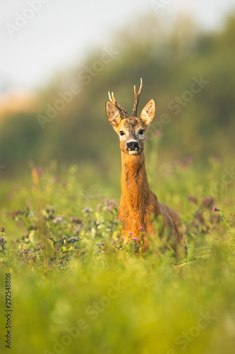 Portrait of roe deer, capreolus capreolus, buck watching alerted at sunrise in summer. Wild mammal wet from moisture in tranquil wilderness with warm light.