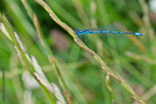 Azure Damselfly, (Coenagrion puella), male perched on grass, Rutland Water, Leicestershire, England, UK.