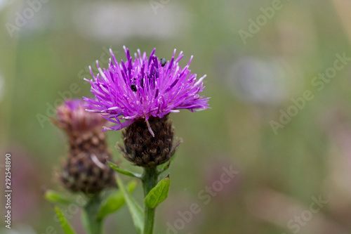 Common Knapweed or Hardhead (Centaurea nigra) flowerhead, Rutland Water, Leicestershire, England, UK.