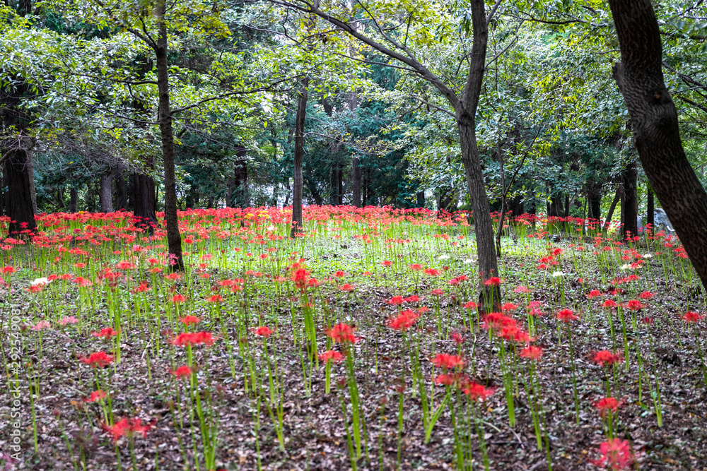 曼珠沙華　村上緑地公園　千葉県八千代市