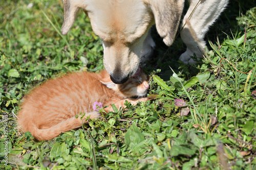 An adult dog has adopted a small orphaned cat