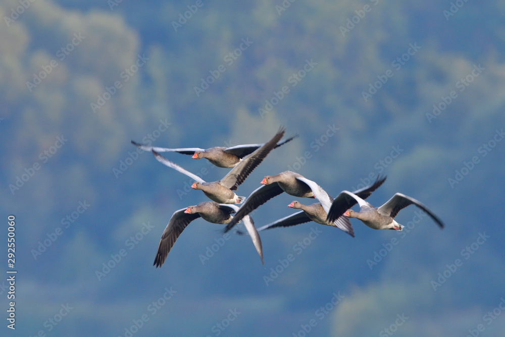 Obraz premium Graugänse im Herbst in der Oberlausitz