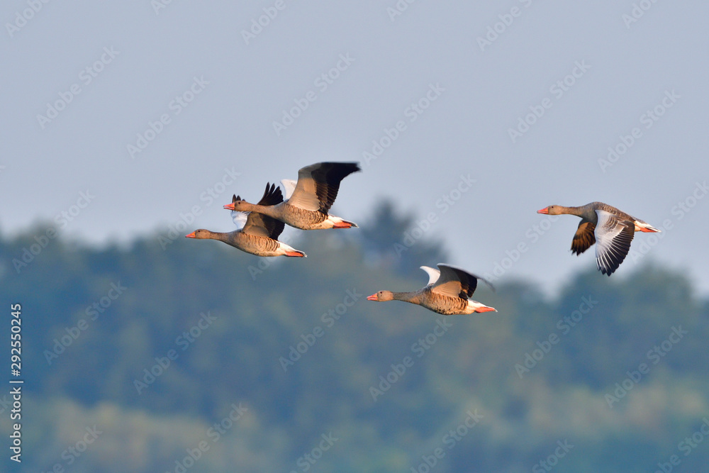 Fotografie Graugänse im Herbst in der Oberlausitz