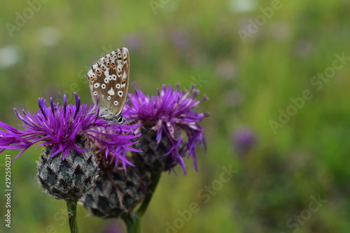 Il Brown Argus Aricia agestis 