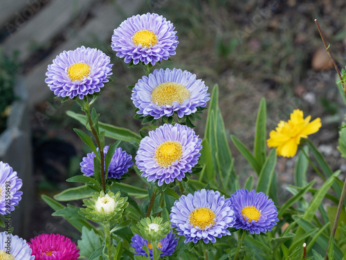 Callistephus chinensis | Blaue Sommerastern oder Königin-Margerite  photo