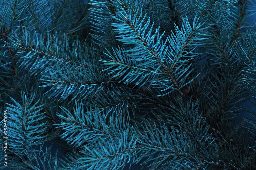 Fir branches close up. Textua and background for New Year and Christmas.