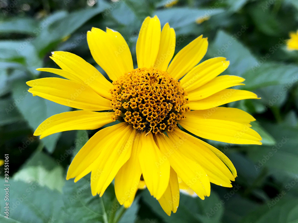 single bright yellow flower on a background of blurry green leaves single bright yellow flower on a background of blurry green leaves
