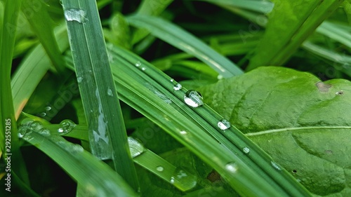 dew on grass