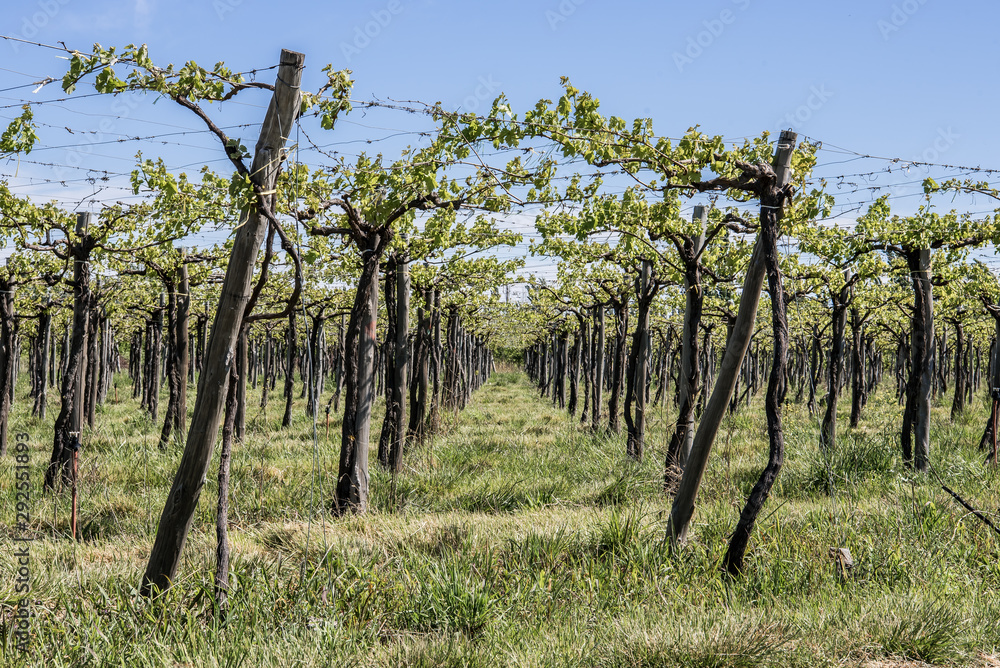 vineyard vineyard