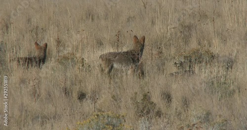 Cyotes watching over a badger