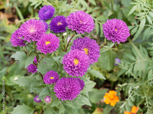  Callistephus chinensis | Mauve Sommerastern oder Königin-Margerite  photo