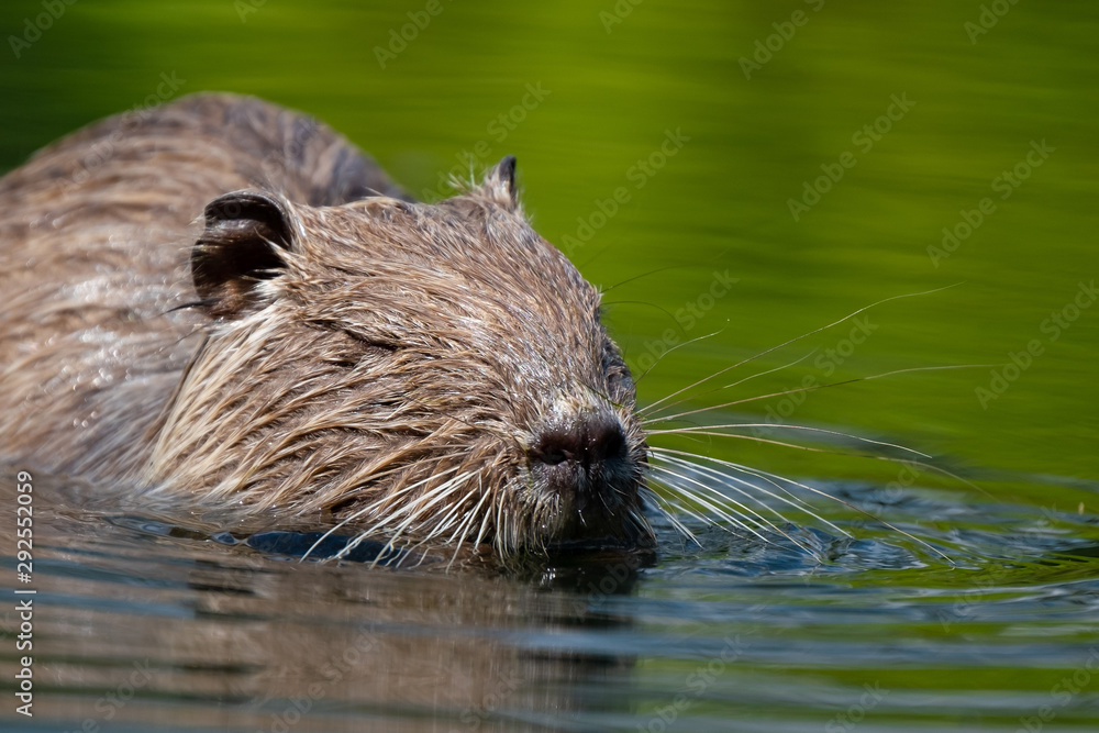 Nutria (Myocastor coypus) Nutria (Myocastor coypus)