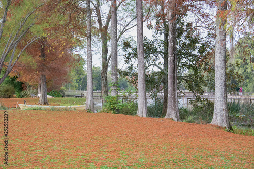 Wallpaper Mural Árboles Torontodigital.ca