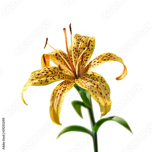 Beautiful yellow tiger lily isolated on a white background