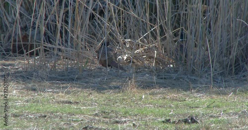 Ring-necked Pheasant