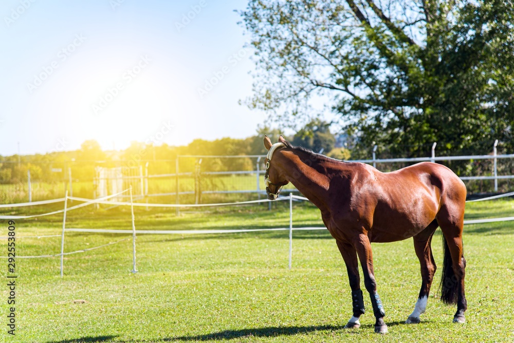 Education of horses . sports horse .