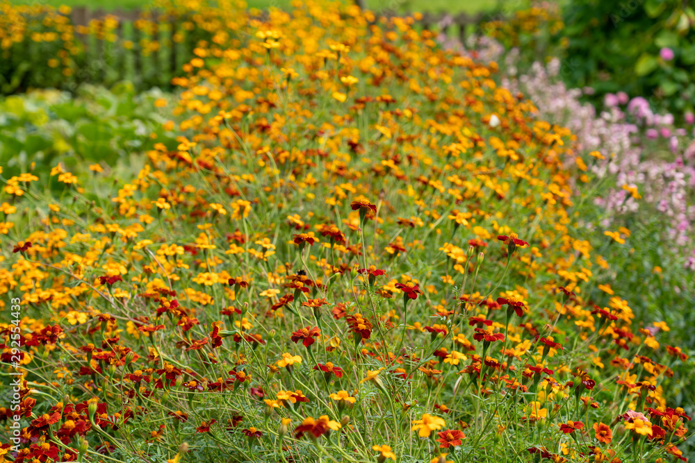 Red and yellow flower beds