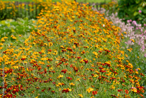 Red and yellow flower beds