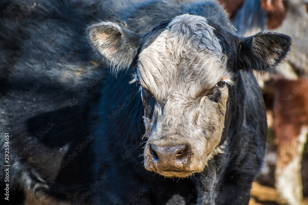 Cattle Cattle