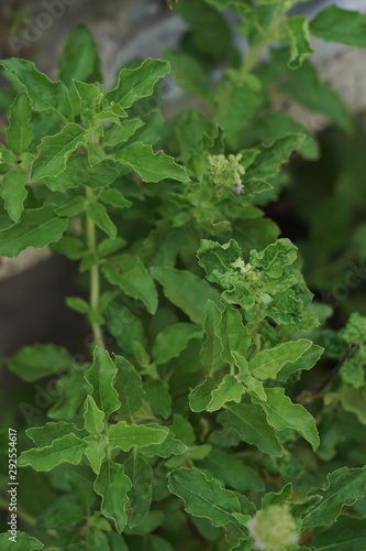 Basil plant , Ocimum tenuiflorum,herb of the family native to tropical Asia. 