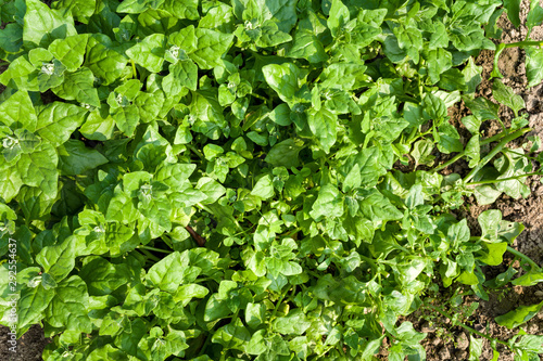 New Zealand spinach in the garden