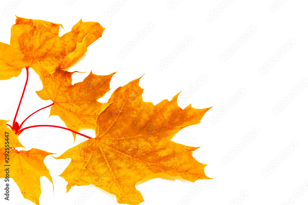 Bright colorful autumn leaves Bright colorful autumn leaves