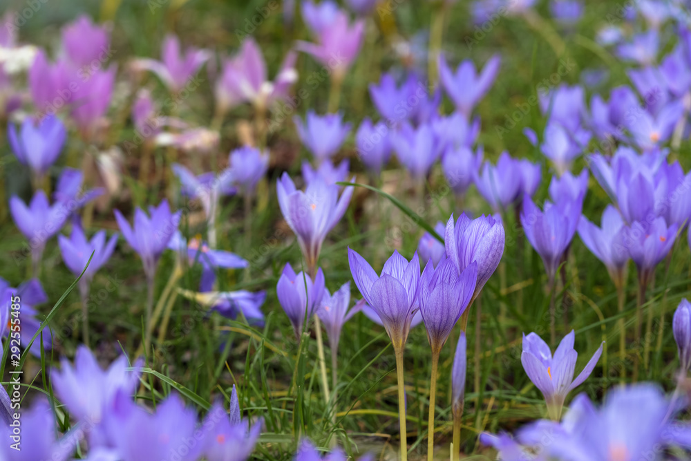 purple blooming crocuses, natural background purple blooming crocuses, natural background