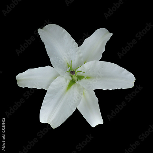 Beautiful white lily isolated on a black background