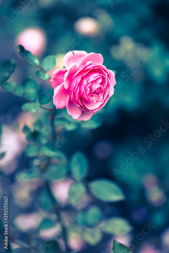 one pink rose in the garden in green background