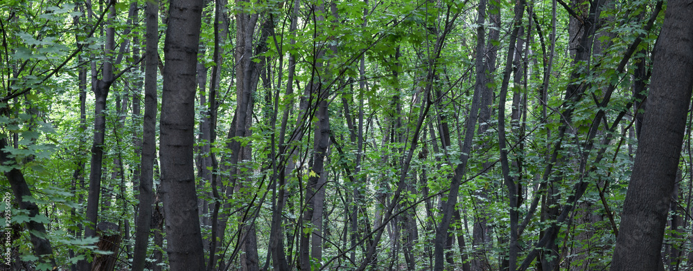 old scenic autumn mystic forest old scenic autumn mystic forest